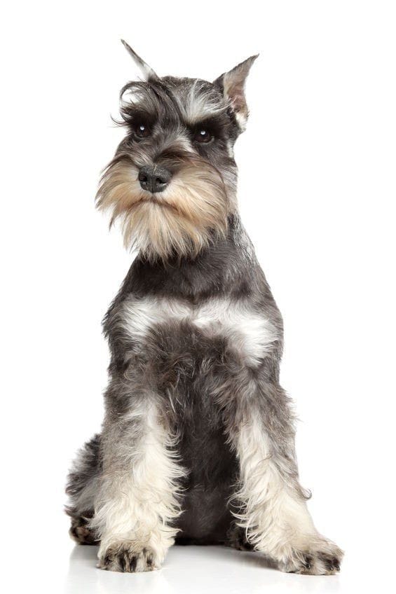 Estetica para Schnauzer.
