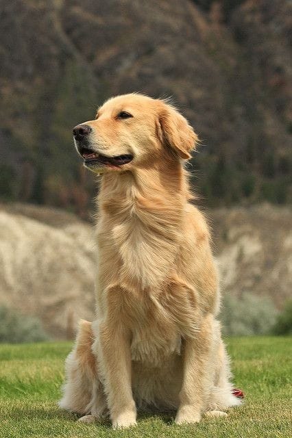 Estetica para Golden Retriver.