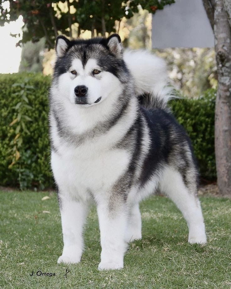Estetica para Alaskan Malamute.