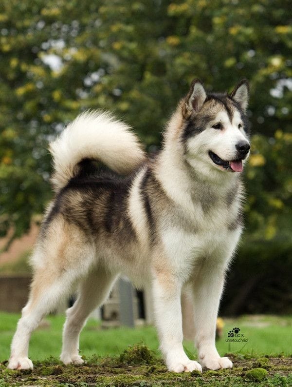 Estetica para Alaskan Malamute.
