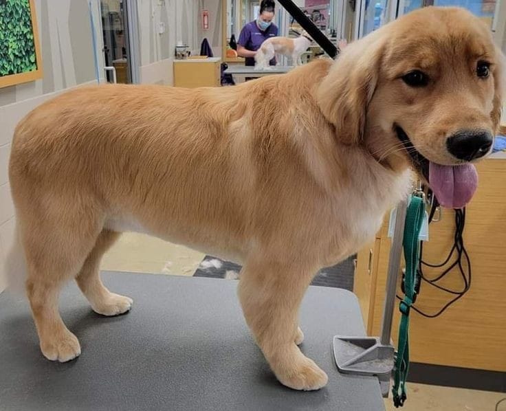 Estetica para Golden Retriver.