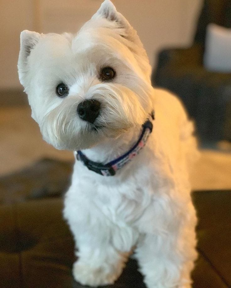 Estetica para West Terrier.